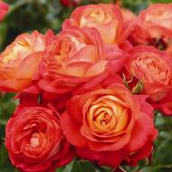 Троянда флорибунда Мідсаммер в контейнері